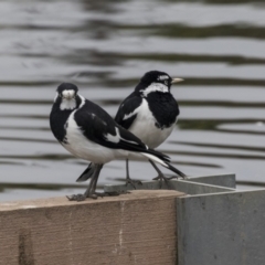 Grallina cyanoleuca at Lyneham Wetland - 3 Oct 2018 10:45 AM