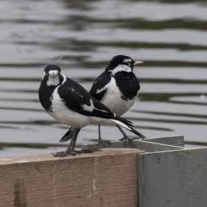 Grallina cyanoleuca at Lyneham Wetland - 3 Oct 2018 10:45 AM