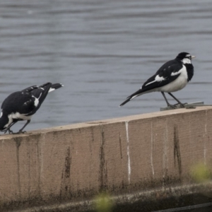 Grallina cyanoleuca at Lyneham Wetland - 3 Oct 2018 10:45 AM