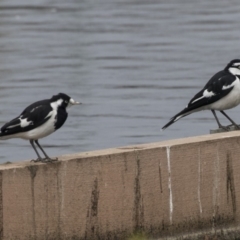 Grallina cyanoleuca at Lyneham Wetland - 3 Oct 2018 10:45 AM