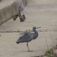 Egretta novaehollandiae (White-faced Heron) at Lyneham, ACT - 3 Oct 2018 by AlisonMilton