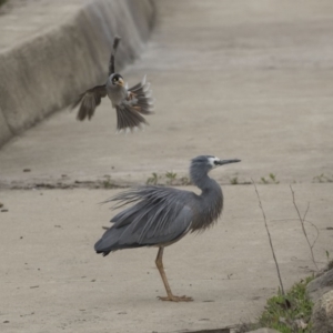 Egretta novaehollandiae at Lyneham, ACT - 3 Oct 2018 10:41 AM