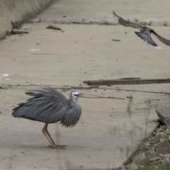 Egretta novaehollandiae at Lyneham, ACT - 3 Oct 2018 10:41 AM