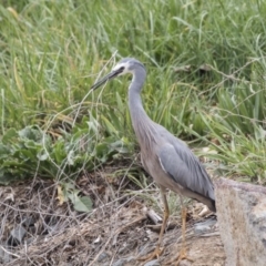 Egretta novaehollandiae at Lyneham, ACT - 3 Oct 2018 10:41 AM