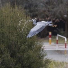 Egretta novaehollandiae at Lyneham, ACT - 3 Oct 2018 10:41 AM