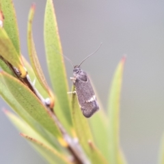 Leistomorpha brontoscopa (A concealer moth) at Lyneham, ACT - 3 Oct 2018 by Alison Milton