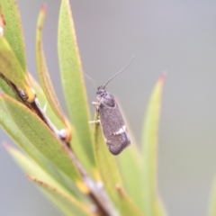 Leistomorpha brontoscopa (A concealer moth) at Lyneham Wetland - 3 Oct 2018 by AlisonMilton