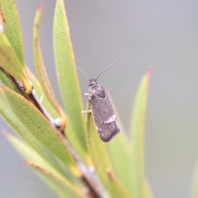 Leistomorpha brontoscopa (A concealer moth) at Lyneham Wetland - 3 Oct 2018 by Alison Milton