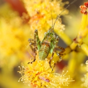 Phaneropterinae (subfamily) at Yarrow, NSW - 2 Oct 2018