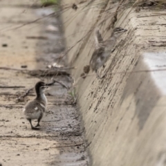 Chenonetta jubata (Australian Wood Duck) at Lyneham, ACT - 3 Oct 2018 by AlisonMilton