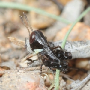 Brachyexarna lobipennis at Yarrow, NSW - 2 Oct 2018 03:36 PM