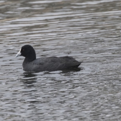 Fulica atra (Eurasian Coot) at Lyneham, ACT - 3 Oct 2018 by AlisonMilton