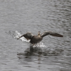 Anas superciliosa (Pacific Black Duck) at Lyneham Wetland - 3 Oct 2018 by AlisonMilton