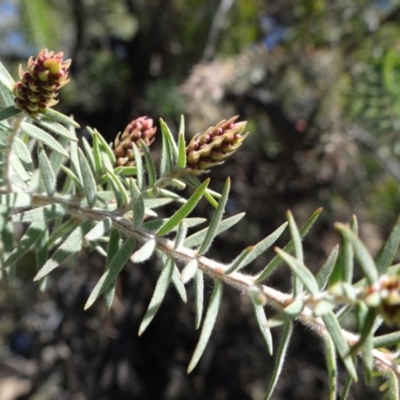 Melaleuca incana (Grey Honey Myrtle) at Reid, ACT - 30 Sep 2018 by JanetRussell