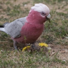 Eolophus roseicapilla (Galah) at Lyneham, ACT - 3 Oct 2018 by AlisonMilton