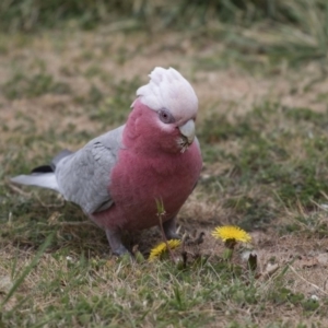 Eolophus roseicapilla at Lyneham, ACT - 3 Oct 2018