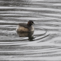 Tachybaptus novaehollandiae at Lyneham, ACT - 3 Oct 2018