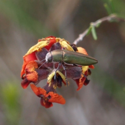 Melobasis propinqua (Propinqua jewel beetle) at Mount Taylor - 2 Oct 2018 by MatthewFrawley