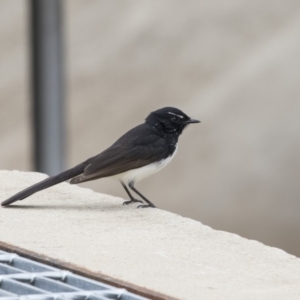 Rhipidura leucophrys at Lyneham, ACT - 3 Oct 2018