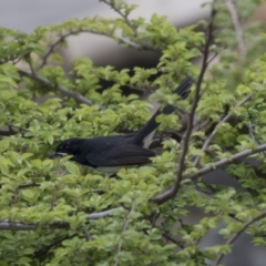 Rhipidura leucophrys at Lyneham, ACT - 3 Oct 2018