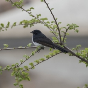 Rhipidura leucophrys at Lyneham, ACT - 3 Oct 2018