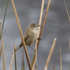 Acrocephalus australis (Australian Reed-Warbler) at Lyneham Wetland - 3 Oct 2018 by AlisonMilton