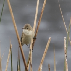 Acrocephalus australis at Lyneham, ACT - 3 Oct 2018 12:33 PM