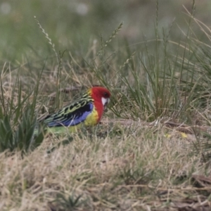 Platycercus eximius at Lyneham Wetland - 3 Oct 2018