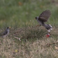 Manorina melanocephala (Noisy Miner) at Lyneham Wetland - 3 Oct 2018 by Alison Milton