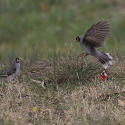 Manorina melanocephala (Noisy Miner) at Lyneham Wetland - 3 Oct 2018 by AlisonMilton