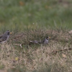 Manorina melanocephala at Lyneham Wetland - 3 Oct 2018