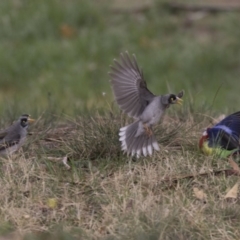 Manorina melanocephala at Lyneham Wetland - 3 Oct 2018