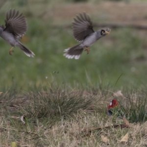 Manorina melanocephala at Lyneham Wetland - 3 Oct 2018