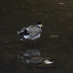 Vanellus miles (Masked Lapwing) at Lyneham Wetland - 3 Oct 2018 by AlisonMilton