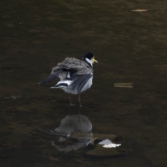 Vanellus miles at Lyneham, ACT - 3 Oct 2018 01:00 PM