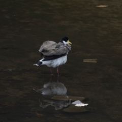 Vanellus miles at Lyneham, ACT - 3 Oct 2018