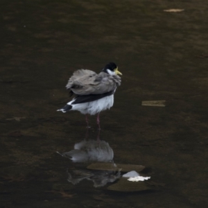 Vanellus miles at Lyneham, ACT - 3 Oct 2018