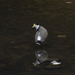 Vanellus miles at Lyneham, ACT - 3 Oct 2018 01:00 PM