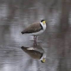 Vanellus miles at Lyneham, ACT - 3 Oct 2018