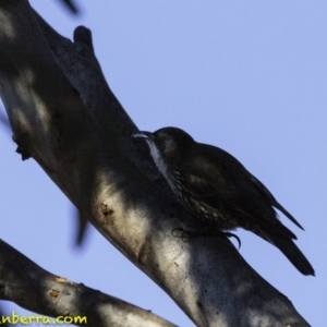 Cormobates leucophaea at Acton, ACT - 1 Oct 2018