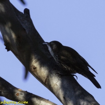 Cormobates leucophaea (White-throated Treecreeper) at Acton, ACT - 30 Sep 2018 by BIrdsinCanberra