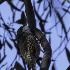 Cormobates leucophaea at Acton, ACT - 1 Oct 2018