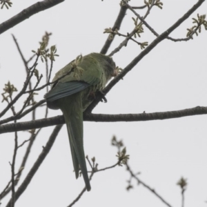 Polytelis swainsonii at Lyneham Wetland - 3 Oct 2018