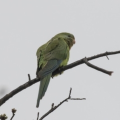 Polytelis swainsonii at Lyneham Wetland - 3 Oct 2018