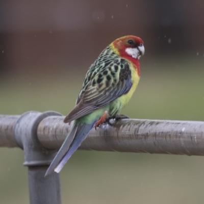 Platycercus eximius (Eastern Rosella) at Lyneham, ACT - 3 Oct 2018 by Alison Milton