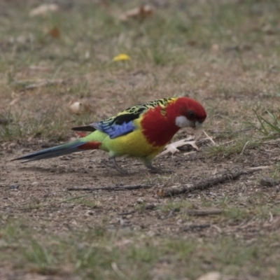 Platycercus eximius (Eastern Rosella) at Lyneham Wetland - 3 Oct 2018 by AlisonMilton