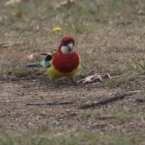 Platycercus eximius at Lyneham, ACT - 3 Oct 2018