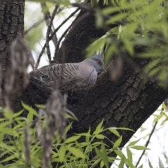 Ocyphaps lophotes (Crested Pigeon) at Lyneham, ACT - 3 Oct 2018 by AlisonMilton