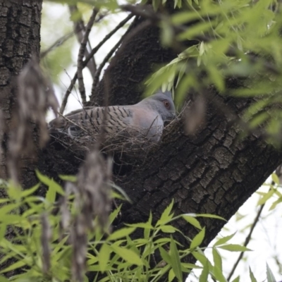 Ocyphaps lophotes (Crested Pigeon) at Lyneham, ACT - 3 Oct 2018 by Alison Milton