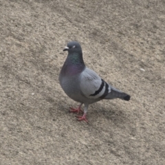 Columba livia (Rock Dove (Feral Pigeon)) at Lyneham, ACT - 3 Oct 2018 by AlisonMilton